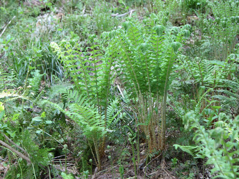 Polystichum retroso-paleaceum