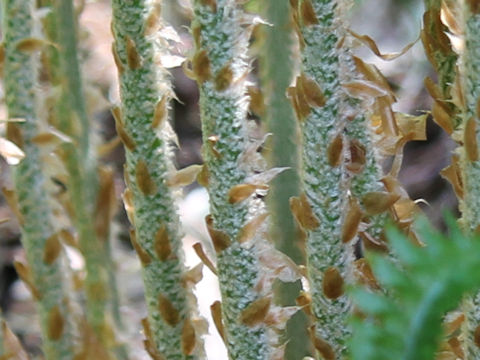 Polystichum retroso-paleaceum