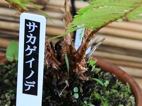 Polystichum retroso-paleaceum