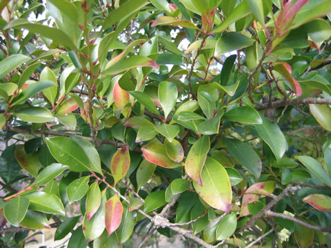 Cleyera japonica