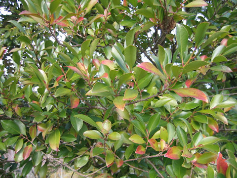 Cleyera japonica