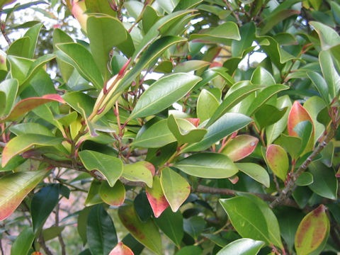 Cleyera japonica