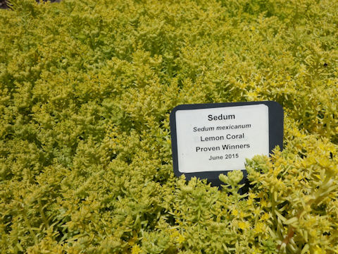 Sedum reflexum 'Lomon Coral'