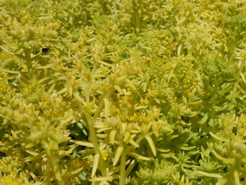 Sedum reflexum 'Lomon Coral'