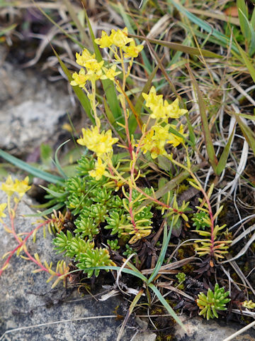 Sedum reflexum