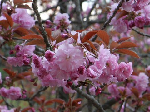 Prunus lannesiana cv. Sekiyama