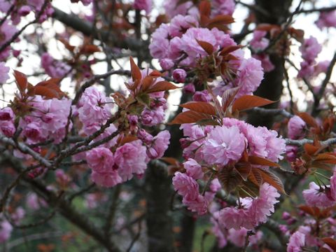 Prunus lannesiana cv. Sekiyama