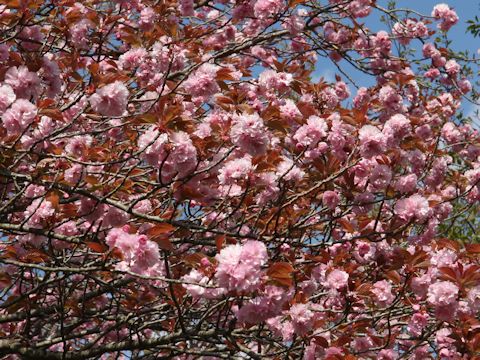 Prunus lannesiana cv. Sekiyama