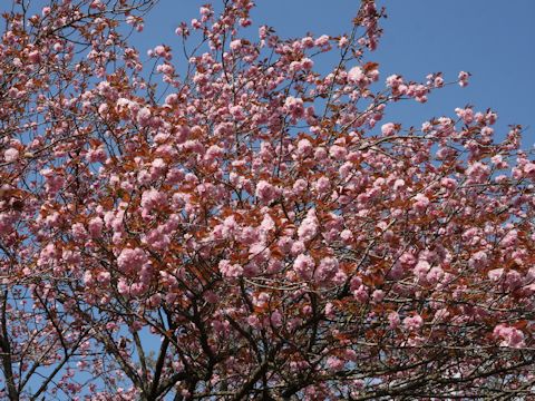 Prunus lannesiana cv. Sekiyama