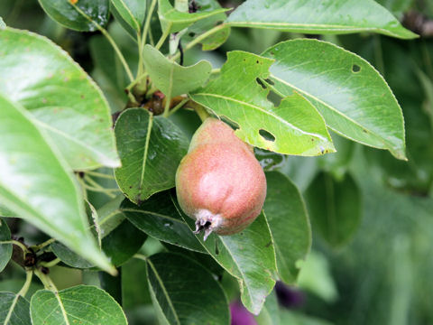 X Crataemespilus grandiflora