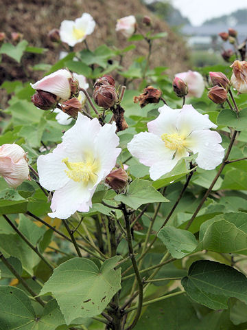 Hibiscus makinoi