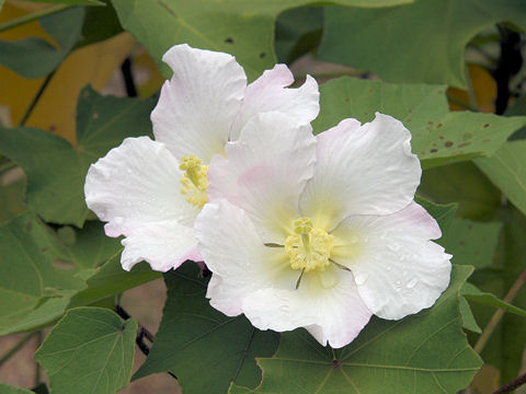 Hibiscus makinoi