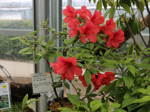 Rhododendron amanoi