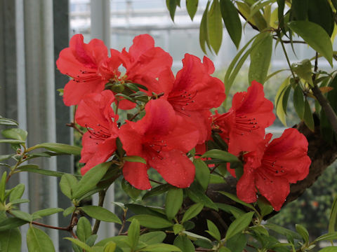 Rhododendron amanoi