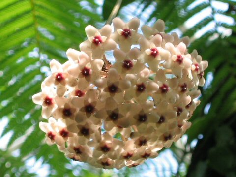 Hoya carnosa