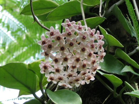 Hoya carnosa