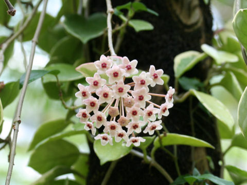 Hoya carnosa