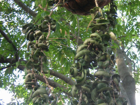 Hoya carnosa cv. Indian Rope