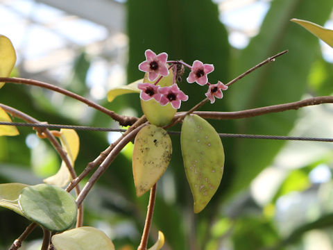 Hoya carnosa