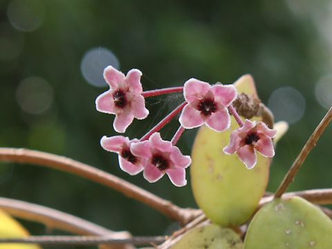 Hoya carnosa