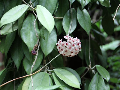 Hoya carnosa