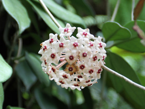 Hoya carnosa