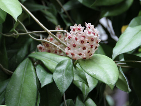 Hoya carnosa