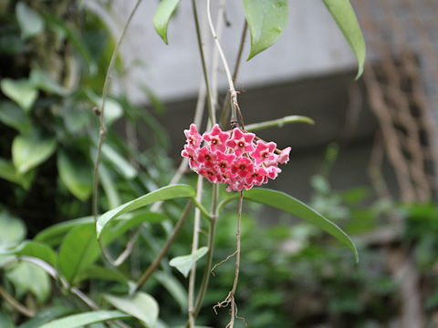 Hoya carnosa