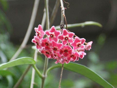 Hoya carnosa