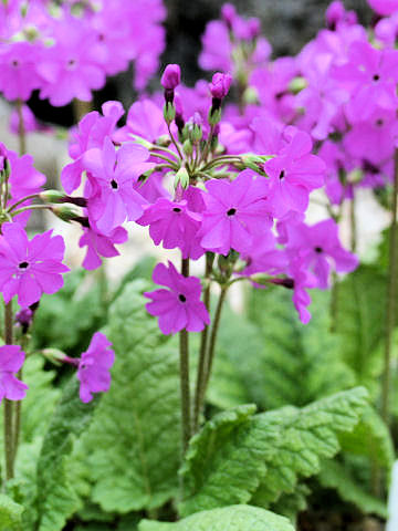 Primula sieboldii