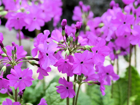 Primula sieboldii