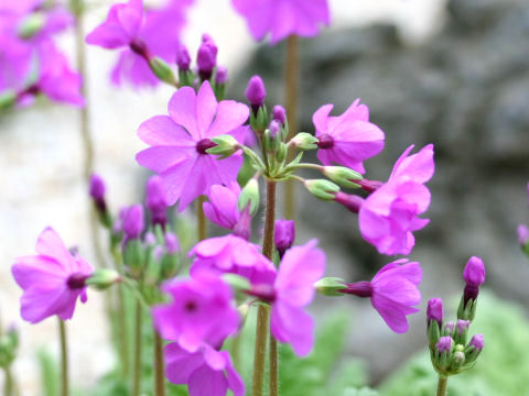 Primula sieboldii