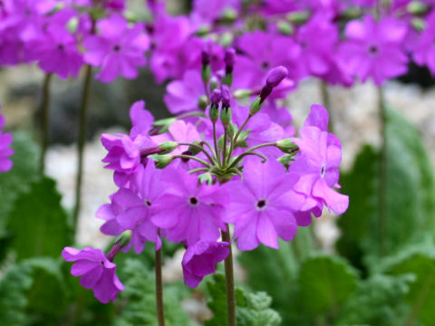 Primula sieboldii