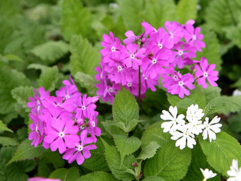 Primula sieboldii