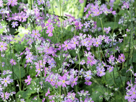 Primula sieboldii