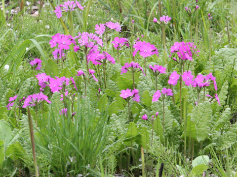 Primula sieboldii