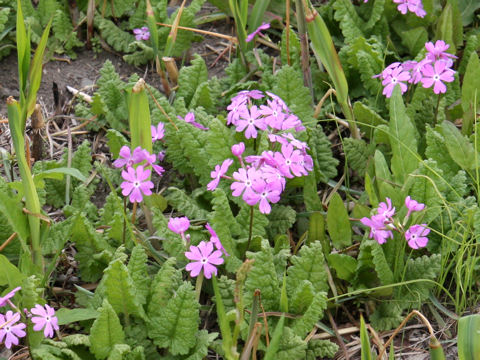 Primula sieboldii