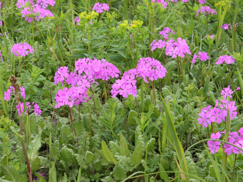 Primula sieboldii