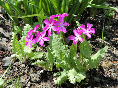 Primula sieboldii cv. Mai-ohgi