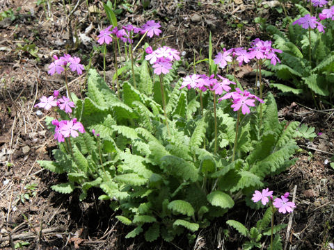 Primula sieboldii