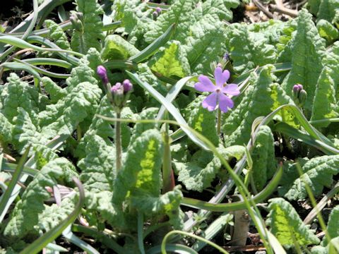 Primula sieboldii