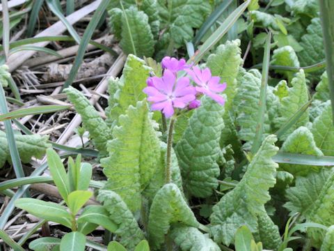 Primula sieboldii