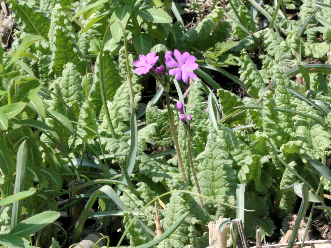 Primula sieboldii