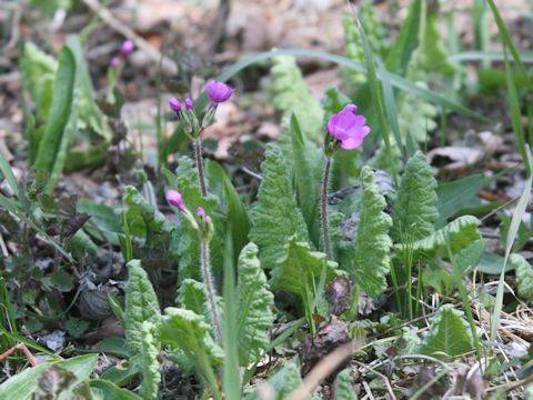 Primula sieboldii