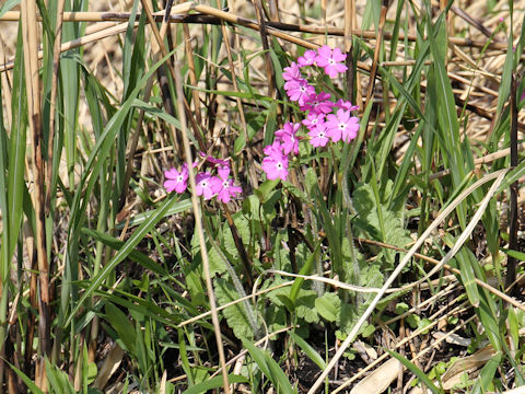 Primula sieboldii