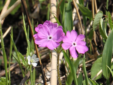 Primula sieboldii