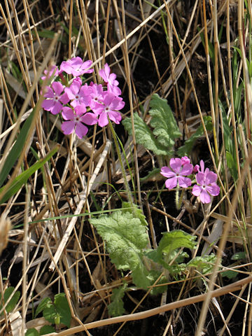 Primula sieboldii