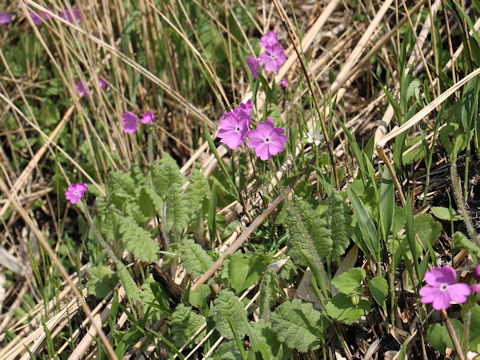 Primula sieboldii