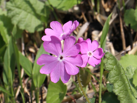 Primula sieboldii