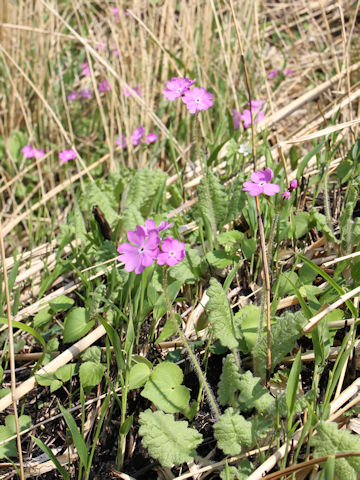 Primula sieboldii